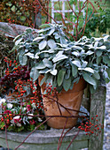 Salvia officinalis 'Bergarten' (sage)