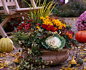 Brassica (ornamental cabbage), Chrysanthemum 'Yahou Lemon', Hedera (ivy), Thymus citriodorus