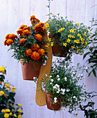 Wooden pot hangers: Tagetes patula (marigold), Bidens ferulifolium (two-toothed)