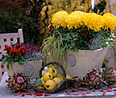 Chrysanthemum (Deko-Chrysantheme), Viola (Stiefmütterchen), Salvia (Salbei), Carex