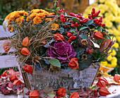 Chrysanthemum 'Yahou Apricot', Capsicum Ornamental Paprika, Brassica Ornamental Cabbage, Calluna