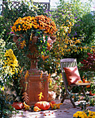 Chrysanthemum 'Dreamstar Balios', 'Dreamstar Julietta', Hedera (Efeu), Chrysanthemum