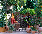 Snacking balcony: Citrus 'Variegata' (ornamental orange), Olea (olive)