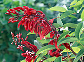 Erythrina crista-galli (coral bush)