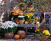 Chrysanthemum 'Dreamstar', 'Yahou', 'Time', Cucurbita (pumpkins), Viola (pansies)