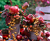 Malus / Äpfel und Zieräpfel, Rosa / Hagebutten, Phoenix / Datteln