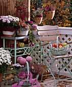 Chrysanthemum, Brassica (Zierkohl), Calluna (Heide), Pernettya, Torfmyrte, Salvia