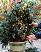 Winter protection for tub roses