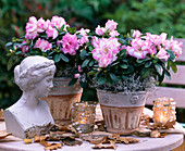 Rhododendron simsii (Zimmerazalee)