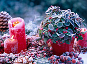 Hoarfrost on Gaultheria 'Winter Pearls', Rose