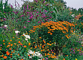 Helenium 'Flammenrad', Buddleia (Sommerflieder)