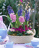 Hyacinthus (Hyacinths), Primula acaulis (Spring primroses)