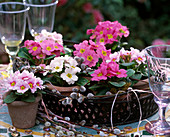 Metal tray with Primula acaulis (spring primrose)