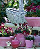 Viola cornuta 'Valentine' (Horned violet) in pink pots and bowls