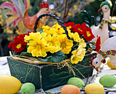 Primula acaulis (spring primroses) in a wooden basket with chickens