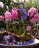 Hyacinthus orientalis (Hyacinths), pots wrapped with moss