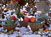 Rustic pots with malus (apple), cupressus (cypress), abies