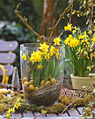 Narcissus 'Tete A Tete' (Daffodil) with deadwood, moss, grass