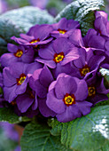 Primula vulgaris 'Lippefreude Blau' (spring primrose, perennial)