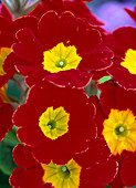 Primula vulgaris 'Finesse Rot-Gold' (Frühlingsprimel)