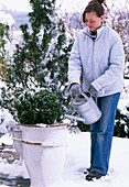 Gehölze in Container an frostfereien Tagen gießen, Pinus / Kiefer, Buxus / Buchs
