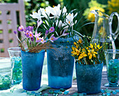 Crocus / Krokusse gelb, weiß, lila in Glastöpfen (blau-frost)