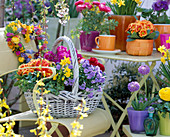 Basket with Primula (Primulae, Narcissus (Daffodil), Campanula