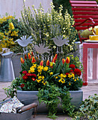 Cytisus scoparius (broom), Tulipa 'Authority' (tulips), Narcissus