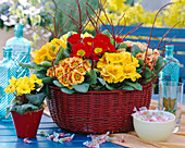 Primula acaulis (spring primroses) in a basket with Cornus (dogwood)