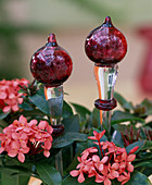 Ixora 'Anita' with glass decorative plugs