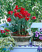 Tulipa 'Red Parrot' (parrot tulip), Viola (pansy), Bellis