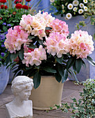 Rhododendron yakushimanum 'Percy Wisemann'