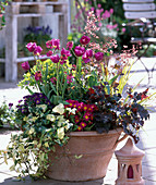 Tulipa 'Negrita' (Tulpen), Heuchera 'Purple Petticoat'