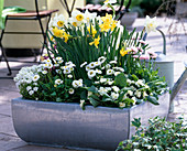 Narcissus (daffodils), Iberis (ribbon flower), Bellis