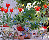 Tulipa 'Deschima' (tulips), Narcissus 'Minnow' (daffodils)