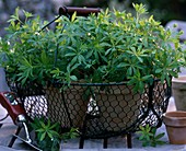 Galium odoratum (woodruff plants) in shopping basket