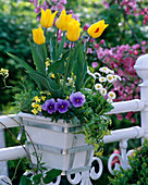 Tulipa 'Yokohama' (tulip), Bellis (daisies), Erysimum