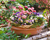 Viola 'Sorbet Swirl' (Hornveilchen), Bellis 'Roggli' (Tausendschön)