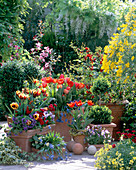 Tulipa (Tulpen), Pulmonaria (Lungenkraut), Bellis (Tausendschön)