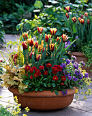 Tulipa 'Gavota' (Tulpen), Bellis (Tausendschön), Heuchera