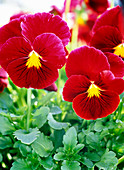 Viola Panola 'Rose' (Pansy)