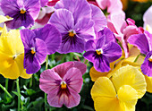 Viola wittrockiana Panola 'Blotch Mixture' and 'Primrose'