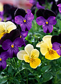 Viola sorbet 'Lemon Chiffon' and 'Black Duet' (horn violet)