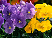 Viola cornuta 'Princess Blue' and 'Sorbet Yellow Delight'