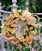 Wreath of pink 'Spring Gold' (fragrant rose)