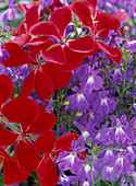 Pelargonium peltatum 'Red Blizzard' (hanging geranium)