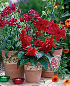 Salvia splendens / Feuersalbei, Petunia 'Dreams Red' / Petunie,