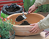 Planting a clay pot (3/8)