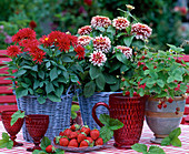 Dahlia (Dahlias), Zinnia (Dahlia-flowered Zinnia), Fragaria (Wild Strawberry)