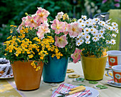 Petunia 'Flambe Salmon' (Petunie) (Thompson & Morgan)